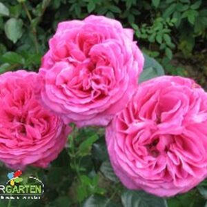 Edelrose 'Bernadette Lafont'®
